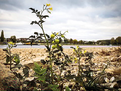 I was looking at tomatoes dancing playfully with the gentle breeze