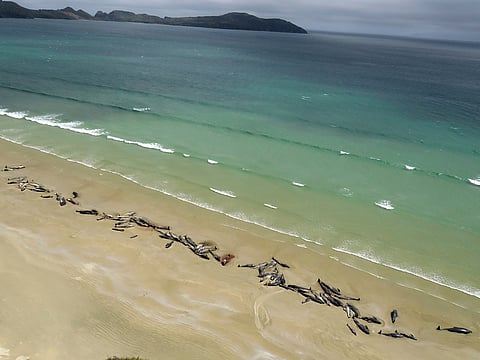 In this file picture, as many as 145 pilot whales died after a mass stranding on Saturday, Nov. 24, 2018.