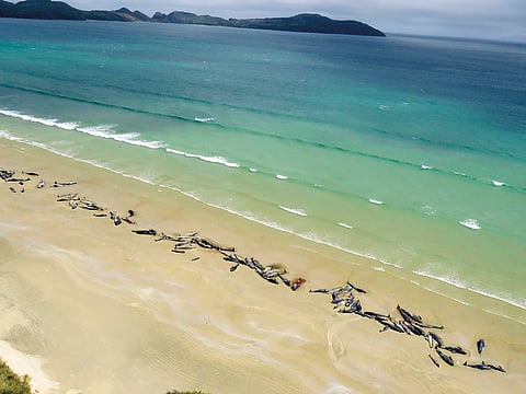 In this file picture, pilot whales lie beached at Mason Bay, Rakiura on Stewart Island, New Zealand, on November 25, 2018.