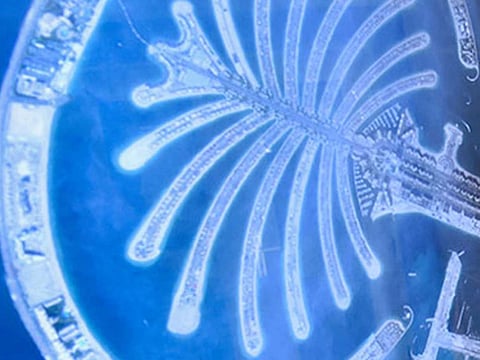 Janice Ponce de Leon