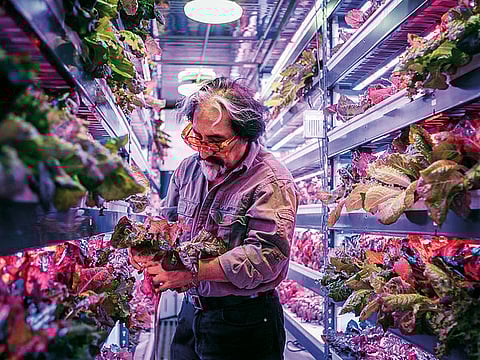 Emirates Flight Catering’s 130,000-sq-ft facility will harvest 2,700kg of herbicide- and pesticide-free leafy greens a day at full production.