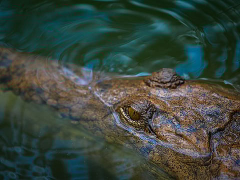 Saltwater crocodile. For illustrative purposes only.