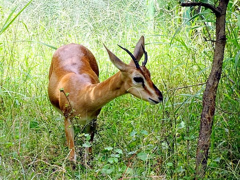 Chinkara or the 'Indian gazelle.'
