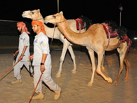 Camels will now be used as part of its special patrols in Abu Dhabi to reach difficult-to-access areas.