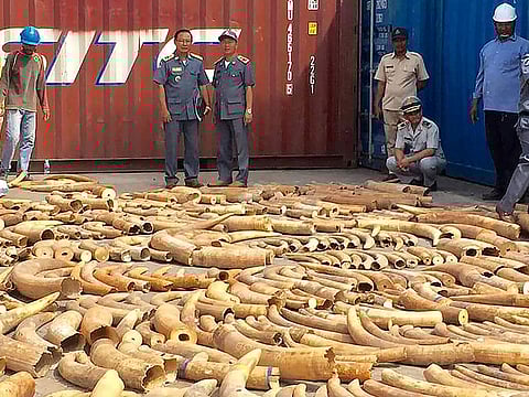 Cambodia seized more than 3.2 tonnes of elephant tusks hidden in a storage container sent from Mozambique, a customs official said on December 16, marking the country's largest ivory bust.