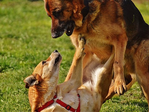 Two dogs fighting. For illustrative purposes only.