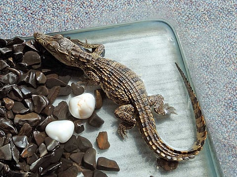 A rescued baby crocodile at the Gulf News office in Dubai in 2013.