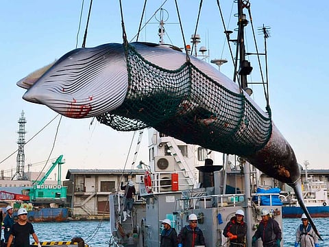 In this September, 2017, photo, a minke whale is unloaded at a port after a whaling for scientific purposes in Kushiro, in the northernmost main island of Hokkaido.