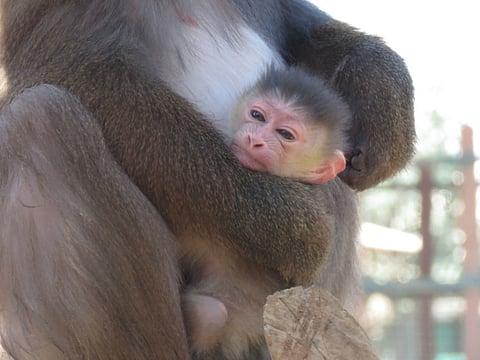 Courtesy: Emirates Park Zoo