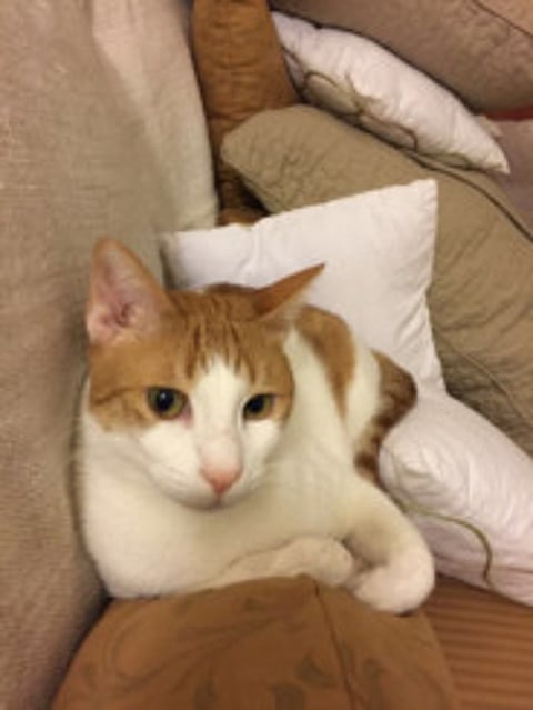 From one foster to another, this feline has had a tough start in life