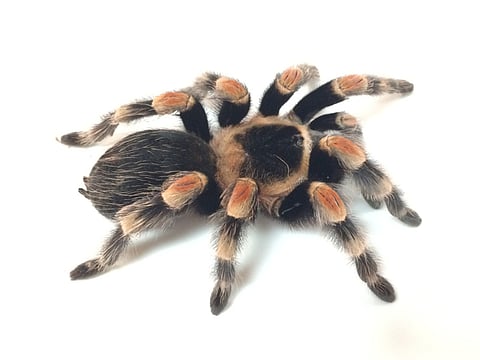 A series of disjointed spidery truths