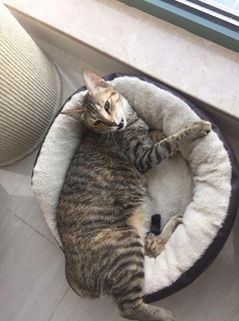 A loving home is all they need