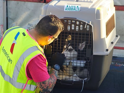 How much does it cost to travel with a pet?