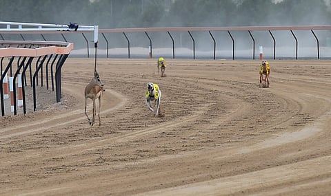 Saluki championships and beauty contests carry a deep cultural connect and are very popular in the region