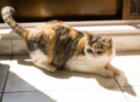 Looking to adopt a pet?