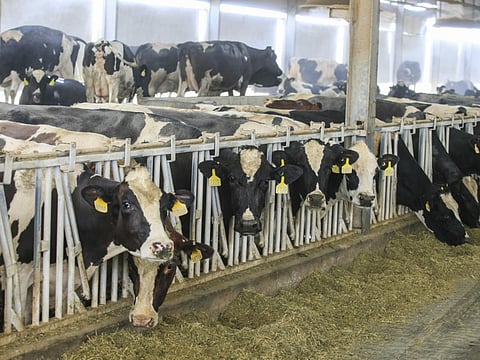 Why the world needs a carbon tax on beef