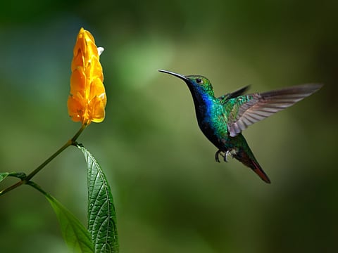 A 1,000 heart beats a minute