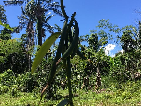 Guardian News & Media Ltd