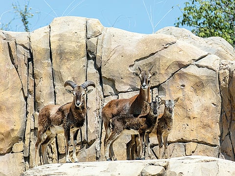 Courtesy: Dubai Safari