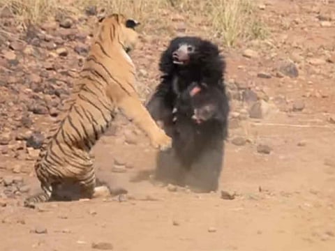 Social Media/YouTube