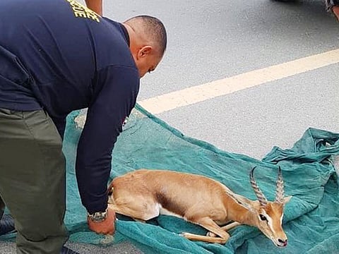 Courtesy: Dubai Civil Defence