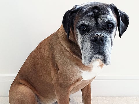 Test to predict genetic diseases in dogs now in UAE