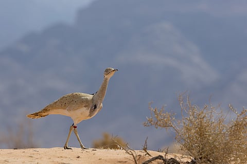 Etihad Cargo and conservation fund transport endangered birds