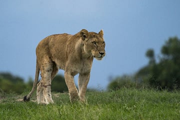 Photos of wildlife from Masai Mara to go on display