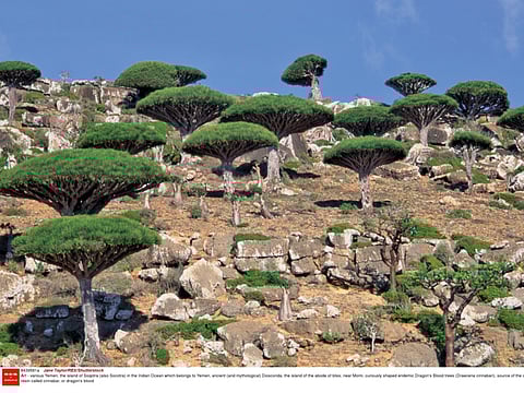 The fighting in Socotra threatens to cause irreversible damage to the World Heritage site, which has rare Dragon Blood trees, plant species, spices and marine life, many of which are found nowhere else.