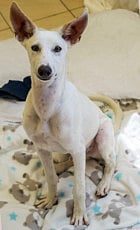 This purebred dog is up for adoption