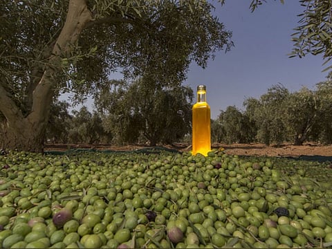 Al Jouf Olive farms in Saudi Arabia. Saudi authorities have urged producers of organic products to obtain their QR code, which makes their products’ origin traceability possible for consumers.