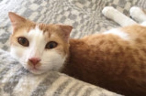 These felines are looking for a forever home