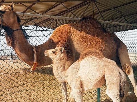 The Saudi Center for Medical Research announced in 2009 that there might be a tendency to produce medical capsules containing camel urine for use in treating cancer and related diseases.