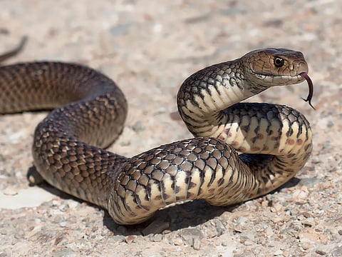 The deadly venomous but beautiful eastern brown snake.