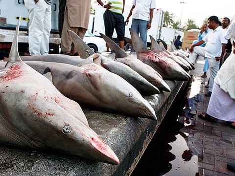 Ahmed Ramzan/Gulf News Archives