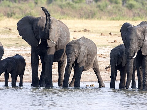 Four African elephants arrive at Dubai Safari