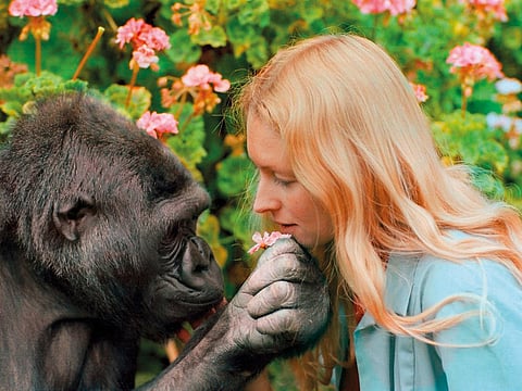 Courtesy: Gorilla Foundation-Koko.org