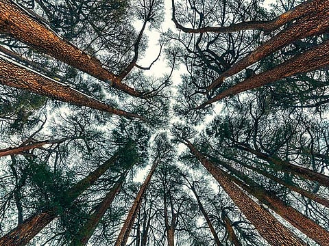 I did what any tree lover would do (Image for illustrative purposes only)