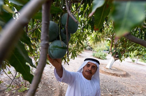 Ahmed Ramzan/Gulf News