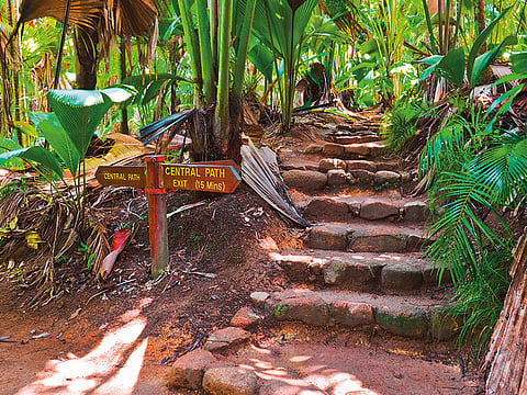 We looked with fascinated intensity at the photographs they sent of a panther’s pug marks in the mud