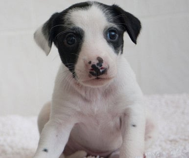 After a tough start in life, pups look for forever home