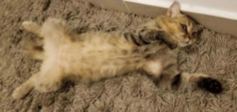 Abandoned felines in search of a new home