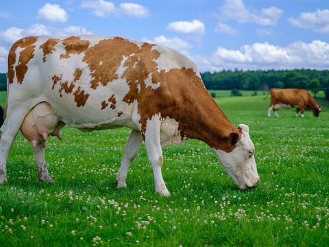 Getty Images/iStockphoto