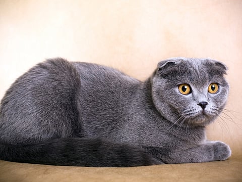 The painful life of a Scottish Fold cat