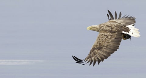 Bringing nature back to life