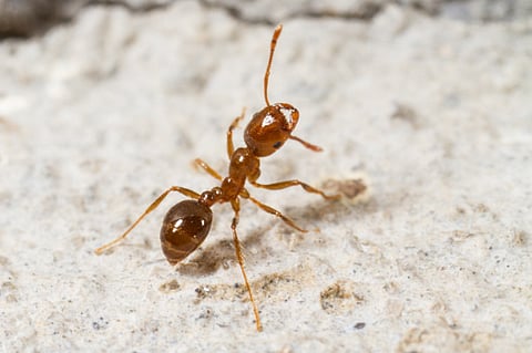 How to be selectively lazy and succeed: Follow the work ethic of fire ants