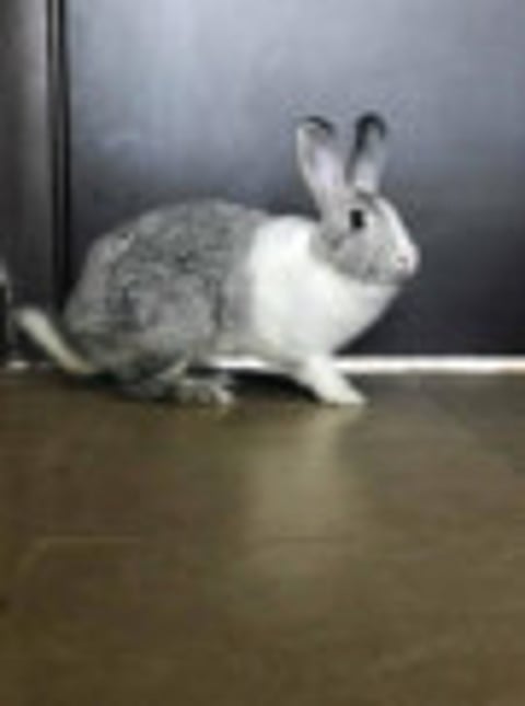 These animals are looking for a forever home