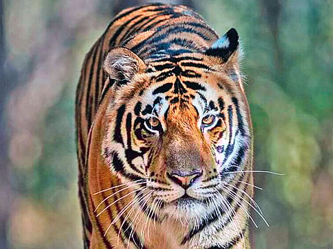 Madhya Pradesh Forest Department