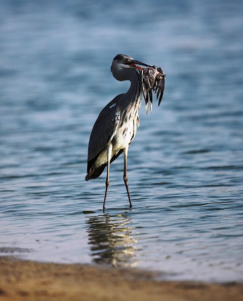Dove-eating Grey Heron spotted at Al Qudra Lake, Dubai