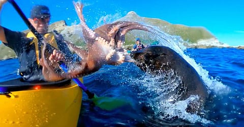 Watch: Seal slaps kayaker with octopus